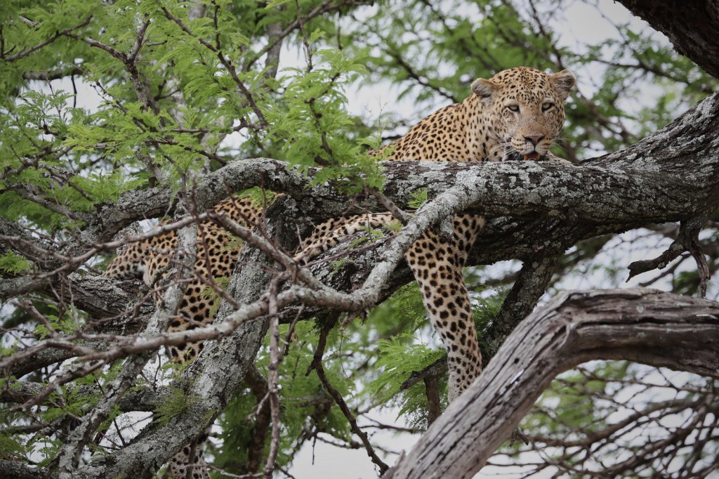 Leopardin, Serengeti